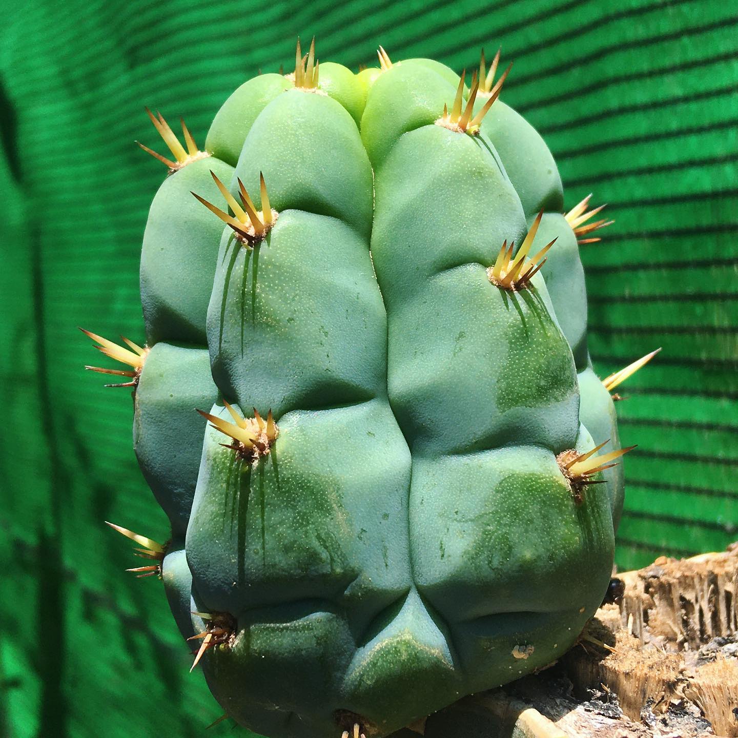 Cactus colección